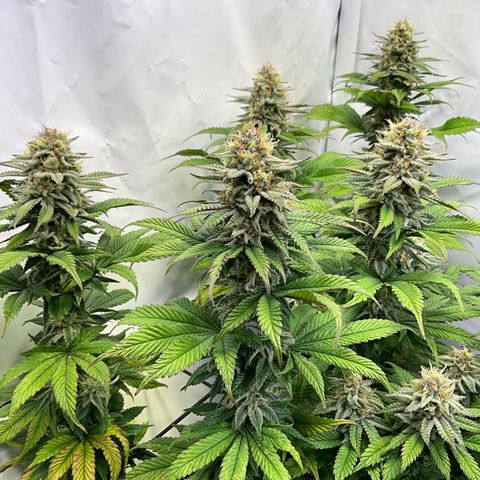 Dip n‘ Stacks Rbx1 #3 growlog timeline photo