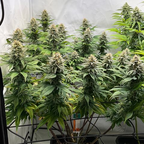 Dip n‘ Stacks Rbx1 #3 growlog timeline photo