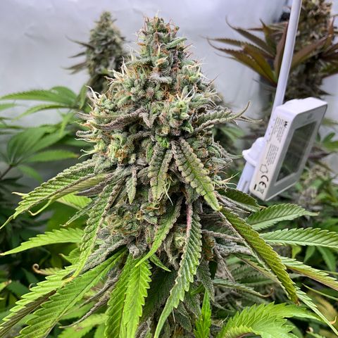 Dip n‘ Stacks Rbx1 #1 growlog timeline photo
