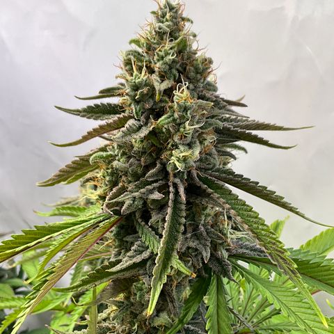 Dip n‘ Stacks Rbx1 #1 growlog timeline photo