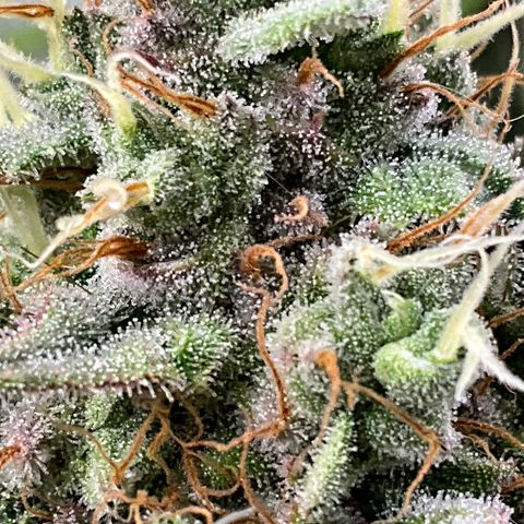 Dip n‘ Stacks Rbx1 #1 growlog timeline photo