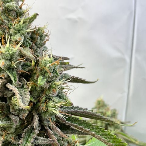 Dip n‘ Stacks Rbx1 #1 growlog timeline photo
