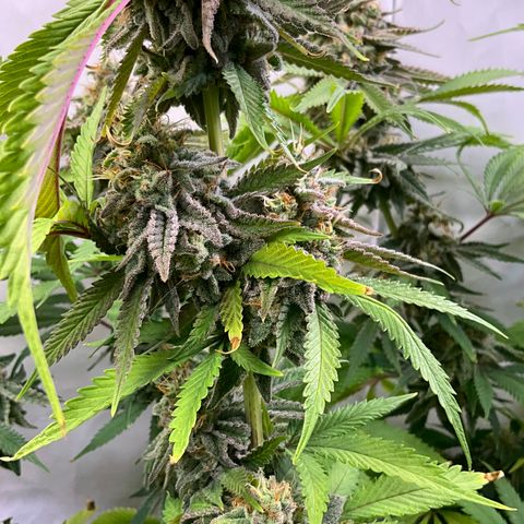 Dip n‘ Stacks Rbx1 #1 growlog timeline photo