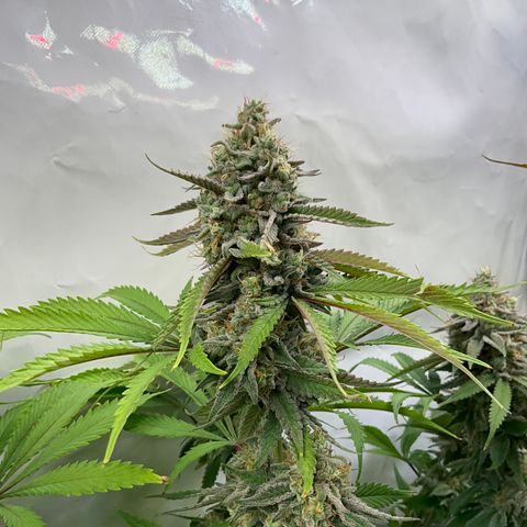 Dip n‘ Stacks Rbx1 #1 growlog timeline photo