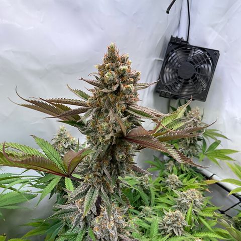 Dip n‘ Stacks Rbx1 #2 growlog timeline photo