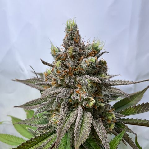 Dip n‘ Stacks Rbx1 #2 growlog timeline photo
