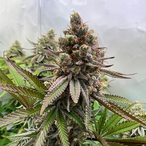 Dip n‘ Stacks Rbx1 #2 growlog timeline photo