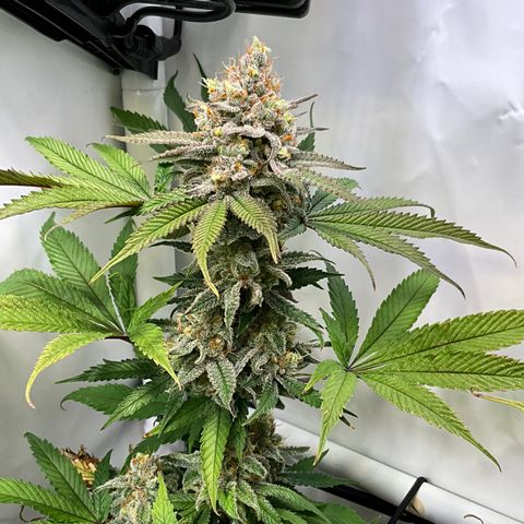 Dip n‘ Stacks Rbx1 #2 growlog timeline photo