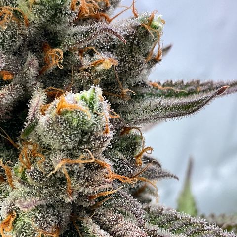 Dip n‘ Stacks Rbx1 #2 growlog timeline photo