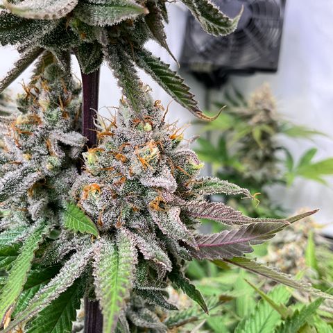 Dip n‘ Stacks Rbx1 #2 growlog timeline photo
