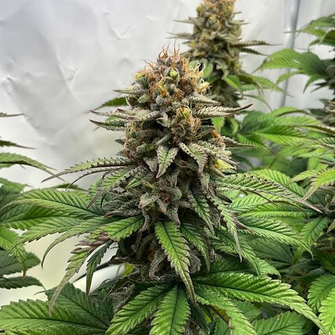 Dip n‘ Stacks Rbx1 #3 growlog timeline photo