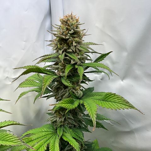 Dip n‘ Stacks Rbx1 #3 growlog timeline photo