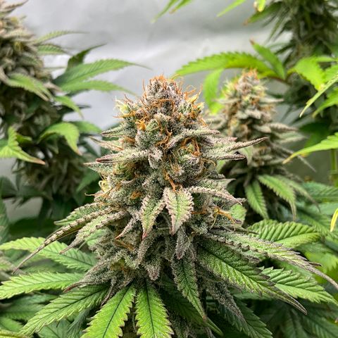 Dip n‘ Stacks Rbx1 #3 growlog timeline photo