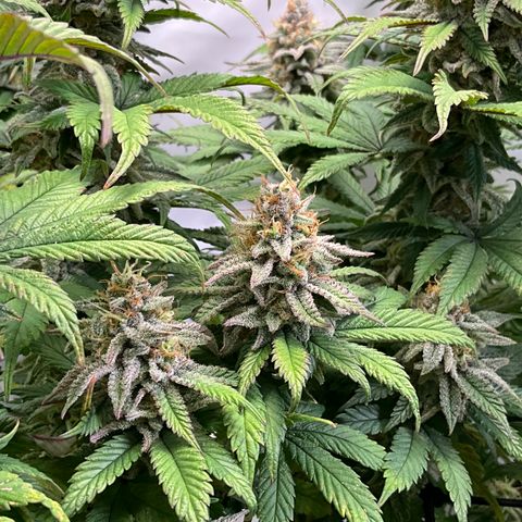 Dip n‘ Stacks Rbx1 #3 growlog timeline photo