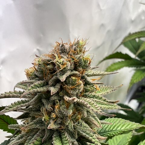 Dip n‘ Stacks Rbx1 #3 growlog timeline photo