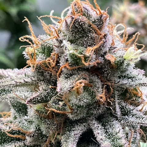 Dip n‘ Stacks Rbx1 #3 growlog timeline photo