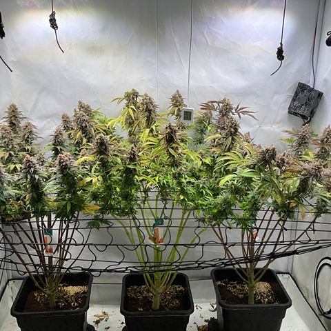 Dip n‘ Stacks Rbx1 #2 growlog timeline photo