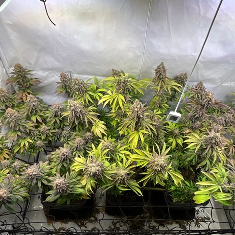 Dip n‘ Stacks Rbx1 #2 growlog timeline photo