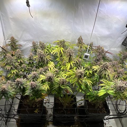 Dip n‘ Stacks Rbx1 #2 growlog timeline photo