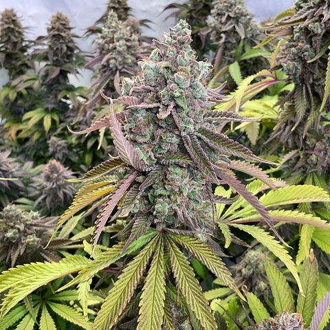 Dip n‘ Stacks Rbx1 #1 growlog timeline photo