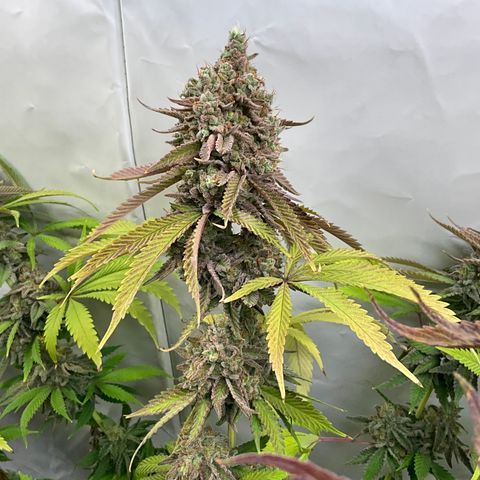 Dip n‘ Stacks Rbx1 #1 growlog timeline photo