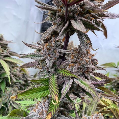 Dip n‘ Stacks Rbx1 #2 growlog timeline photo