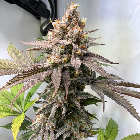 Dip n‘ Stacks Rbx1 #2 growlog timeline photo