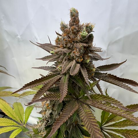 Dip n‘ Stacks Rbx1 #2 growlog timeline photo