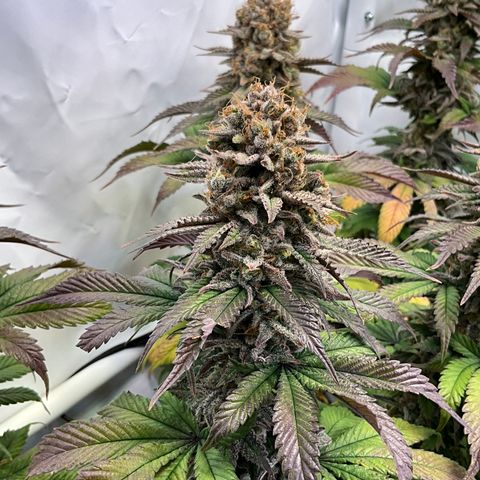 Dip n‘ Stacks Rbx1 #3 growlog timeline photo
