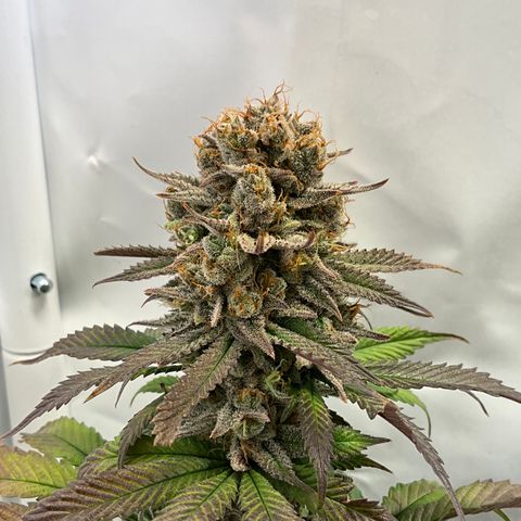 Dip n‘ Stacks Rbx1 #3 growlog timeline photo