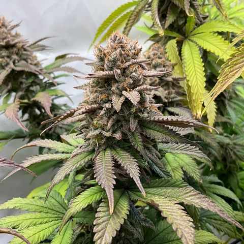 Dip n‘ Stacks Rbx1 #3 growlog timeline photo