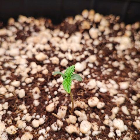 Enrolada  growlog timeline photo
