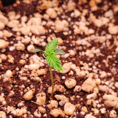 Enrolada  growlog timeline photo