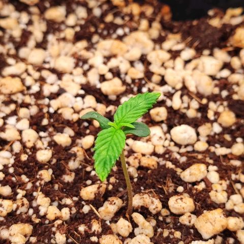 Enrolada  growlog timeline photo