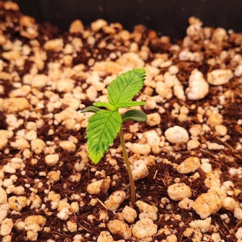 Enrolada  growlog timeline photo