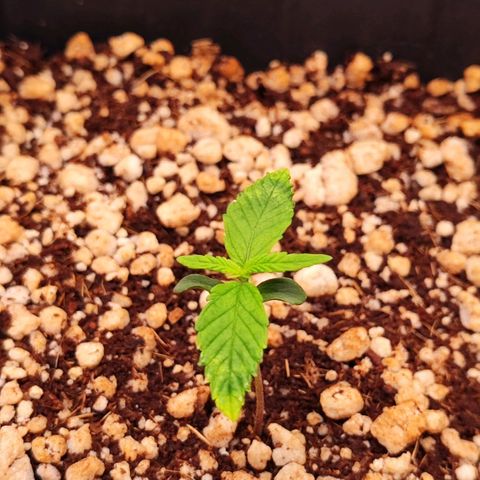 Enrolada  growlog timeline photo