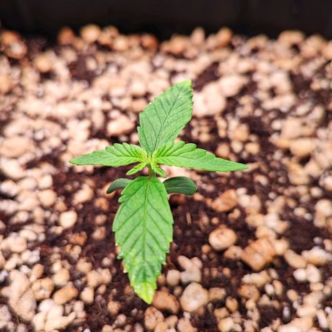 Enrolada  growlog timeline photo