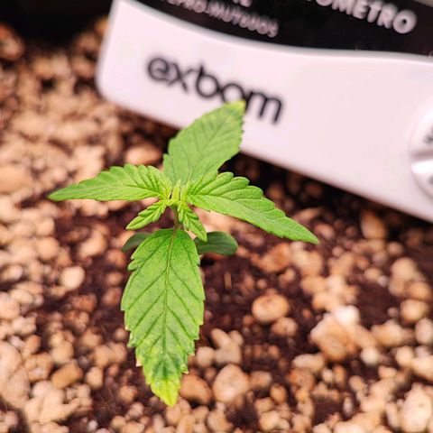 Enrolada  growlog timeline photo
