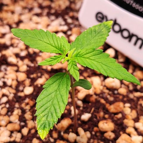 Enrolada  growlog timeline photo