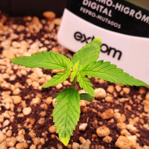 Enrolada  growlog timeline photo