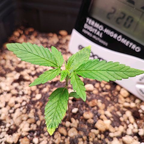 Enrolada  growlog timeline photo