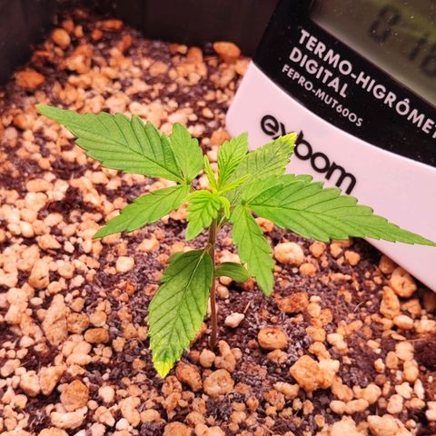 Enrolada  growlog timeline photo