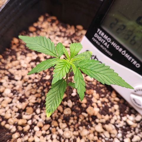 Enrolada  growlog timeline photo