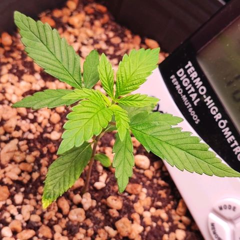 Enrolada  growlog timeline photo
