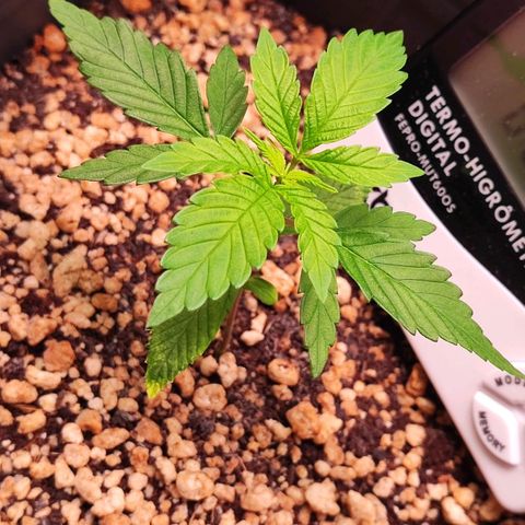 Enrolada  growlog timeline photo