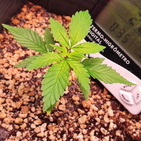 Enrolada  growlog timeline photo