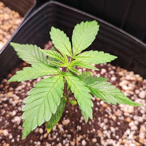 Enrolada  growlog timeline photo