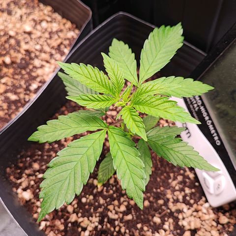 Enrolada  growlog timeline photo