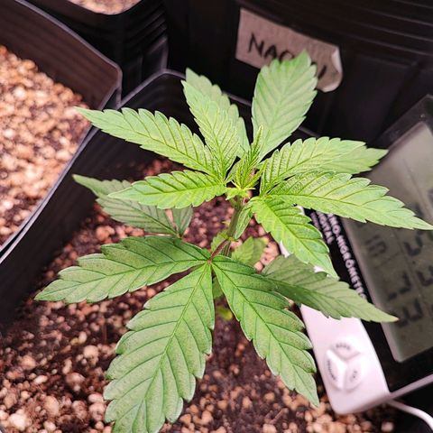 Enrolada  growlog timeline photo