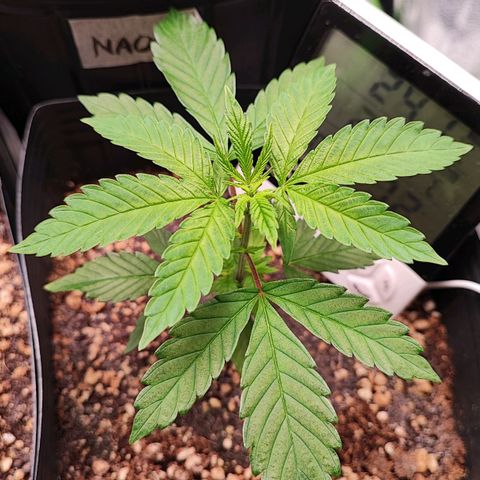 Enrolada  growlog timeline photo